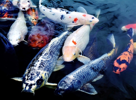 Colorful ornamental koi fish in pondの写真素材