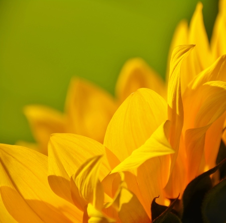 Close up of beautiful sunflower in sunlightの写真素材