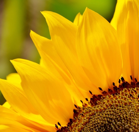 Close up of beautiful sunflower in sunlightの写真素材