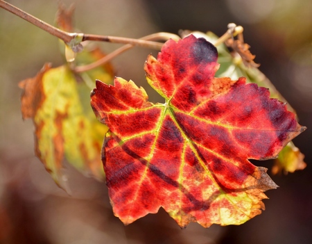 Close up of autumn red wine grape leafの写真素材