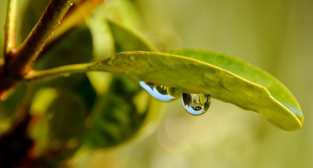 Close up of rain drops on green leafの写真素材