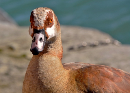 Close up of Egyptian goose