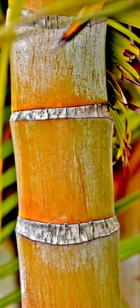 Close up of Bamboo Palm Tree stemsの写真素材