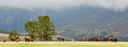 Landscape with horses on a green meadow with fog in the mountainsの写真素材