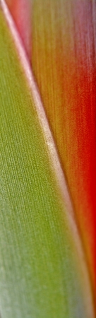 Close up of Strelitzia reginae Flowerの写真素材