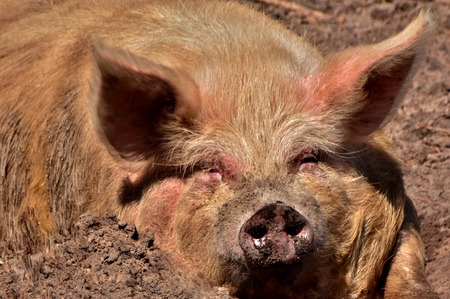 Close up of Pig taking a sun bath in the mudの写真素材