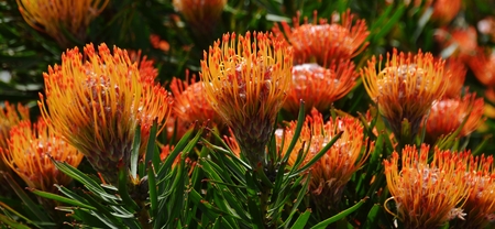 Close up of common pincushion protea blossom