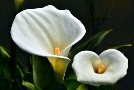 Close up of wilde Calla on a lakeの写真素材