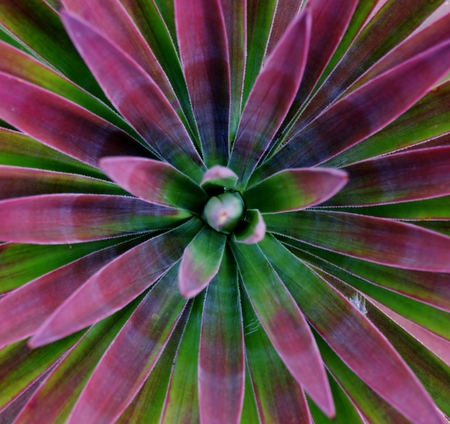 Close up of beautiful green and purple Agaveの写真素材