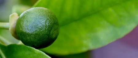 Close up of young green Grapefruitの写真素材