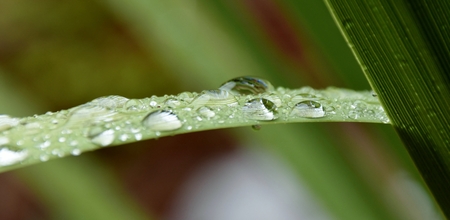 Close up of Rain drops on grassの写真素材