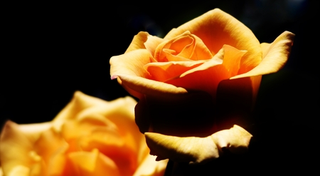 Close up of beautiful orange Rose in sunlightの写真素材