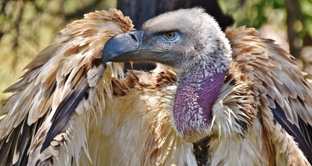 Close up of large brown Cape vulture