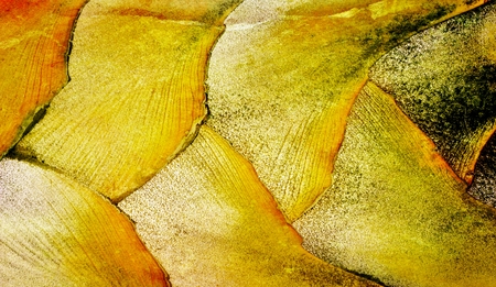 Close up of beautiful Palm Tree Stemsの写真素材