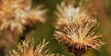 Close up of dried up wild flowersの写真素材