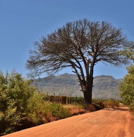 Landscape with a dead Tree on a red sand roadの写真素材