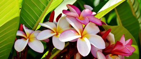 Close up of beautiful Plumeria flower in sunlightの写真素材