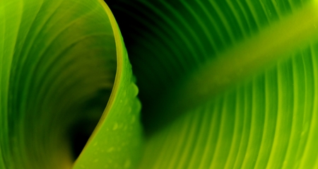 Close up of a green new banana leafの写真素材