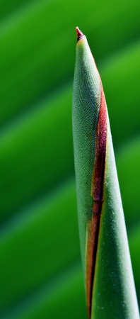 Close up of a green new banana leafの写真素材