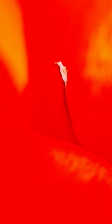 Close up of beautiful red Lily petalsの写真素材