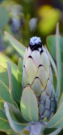 Close up of Proteas in the wild at Piekenierskloofの写真素材