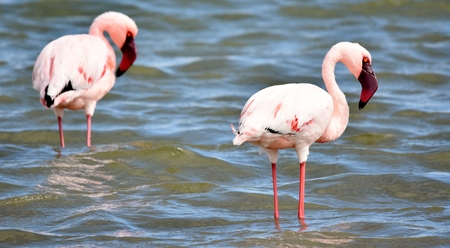 Lesser Flamingos feeding early in the morning