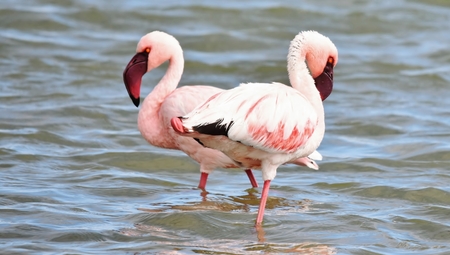 Lesser Flamingos feeding early in the morningの写真素材