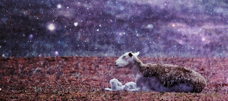 Landscape with sheep mom and her twinsの写真素材