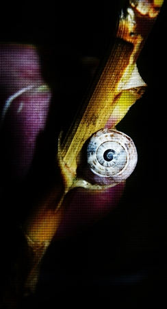 Close up of garden snail on plantの写真素材