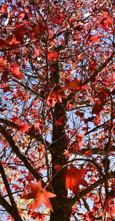 Close up of autumn red Maple leaves