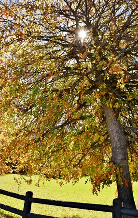 Pin oak with beautiful autumn colors leavesの写真素材
