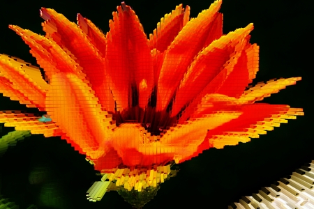 Close up of beautiful orange Gazania flower in bright sunlight