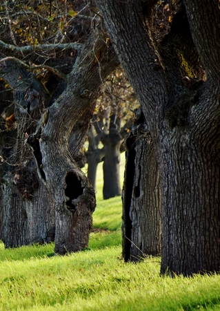 Landscape with  Oak trees  on a wine farm