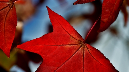 Close up of autumn red Maple leaves