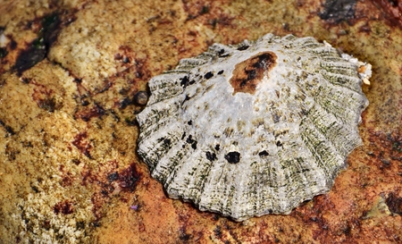Close up of a common limpet molluskの写真素材