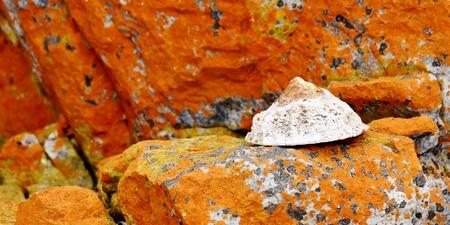 Close up of a common limpet molluskの写真素材