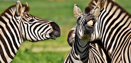 Close up of a playful group of Zebrasの写真素材