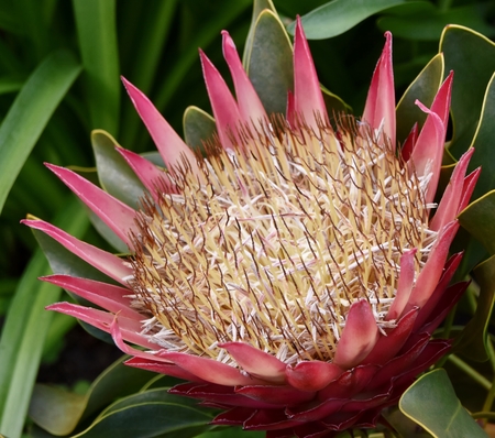 Close up of  beautiful pink protea blossom