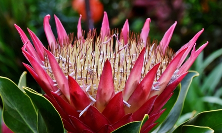 Close up of  beautiful pink protea blossomの写真素材