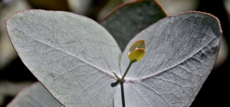 Close up of Eucalyptus Azura silvery blue foliage