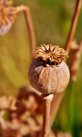 Close up of a Poppy seed podの写真素材