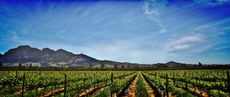 Landscape with vineyards in spring green with Mountains in the backgroundの写真素材