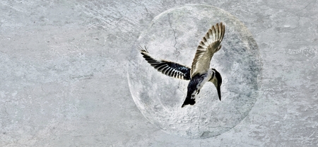 Pied kingfisher with black and white plumage hovering over a riverの写真素材