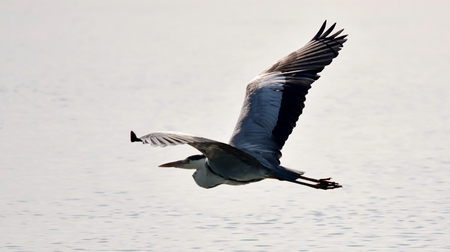 A grey Heron flying over the Berg Riverの写真素材
