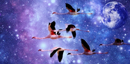 Close up of Flamingos in the night skyの写真素材