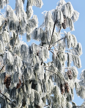 Landscape with Trees on an ice cold winter morning