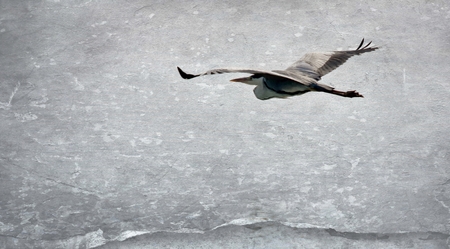 A grey Heron flying over the Berg Riverの写真素材