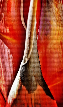 Close up of colorful Agave leaves after floweringの写真素材