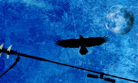 Pied crow in the sky and Full Moonの写真素材