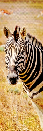 Close up of Zebra on dry meadowの写真素材